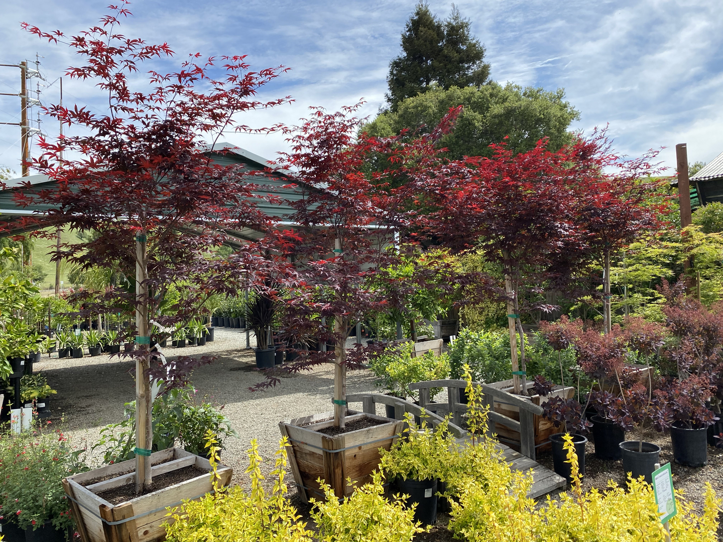 Japanese maples and boxed trees at Calaveras Nursery