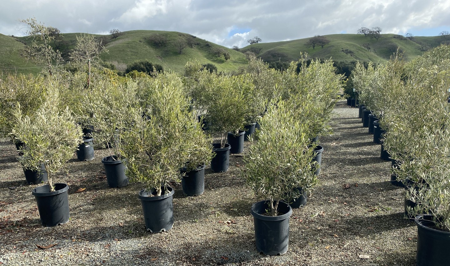 Rows of multi-trunk fruitless olive trees beneath green Sunol hills