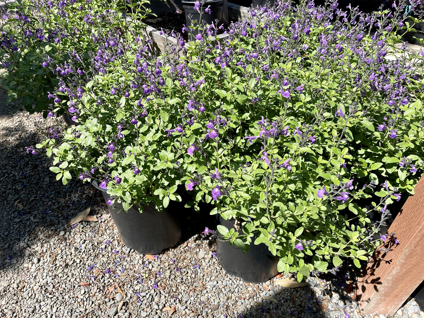 Five-gallon salvias in bloom at Calaveras Nursery